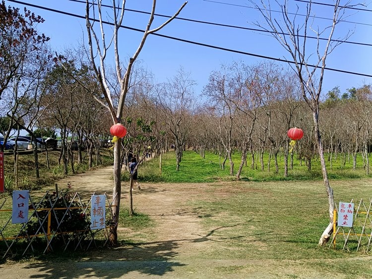 【嘉義太保】魚寮遺址>> 夢幻落羽松