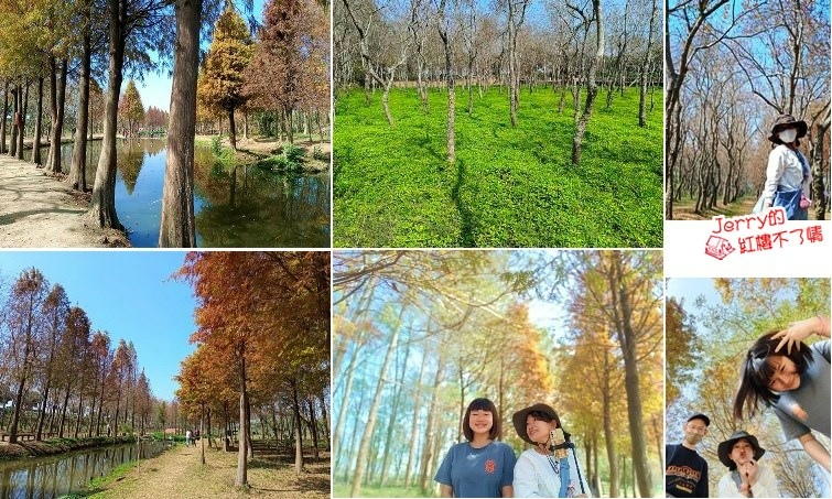 【嘉義太保】魚寮遺址>> 夢幻落羽松