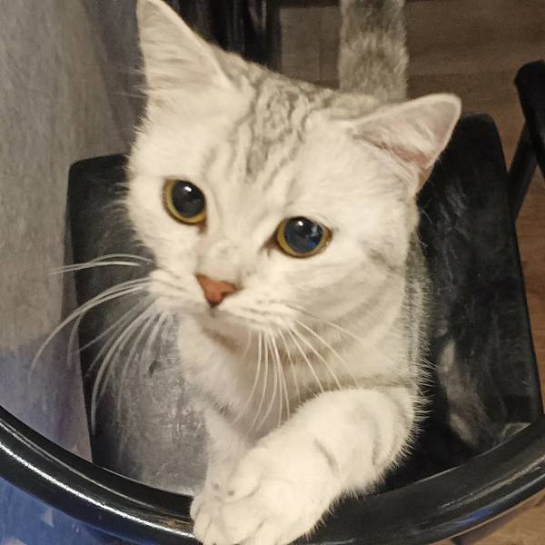 新竹療癒溫馨的居酒屋。毛起來喫寵物日式居酒屋- 民生店/炸串