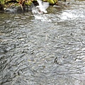 1106 goldensteam park - salmon running 27.JPG