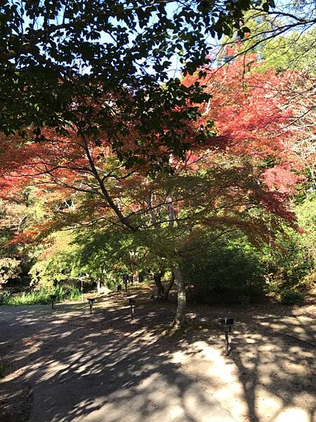 御船山樂園金陵湖湯布院_190308_0022.jpg