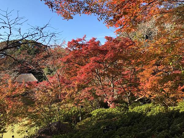 御船山樂園金陵湖湯布院_190308_0028.jpg