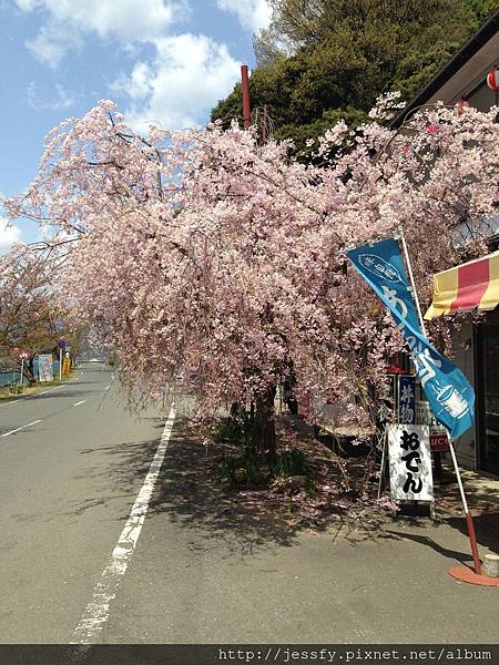 大崎寺櫻花1