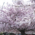 Cherry Blossom in Duncan, Vancouver Island, B.C.