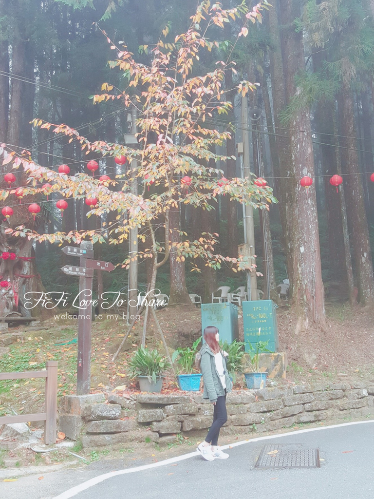 嘉義。阿里山∥阿里山國家森林遊樂區&受鎮宮