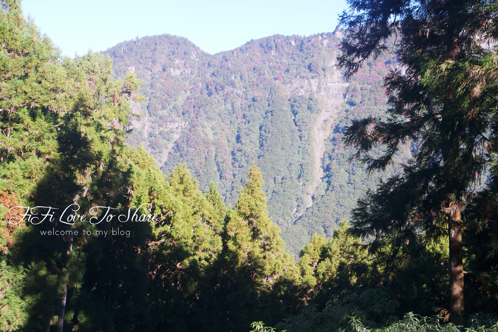 嘉義。阿里山∥阿里山國家森林遊樂區&受鎮宮