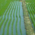 綠油油的稻田.jpg