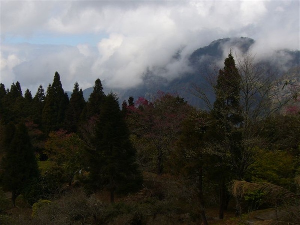 09.2.28~3.1 阿里山之旅--大塔山登頂成功 061.jpg