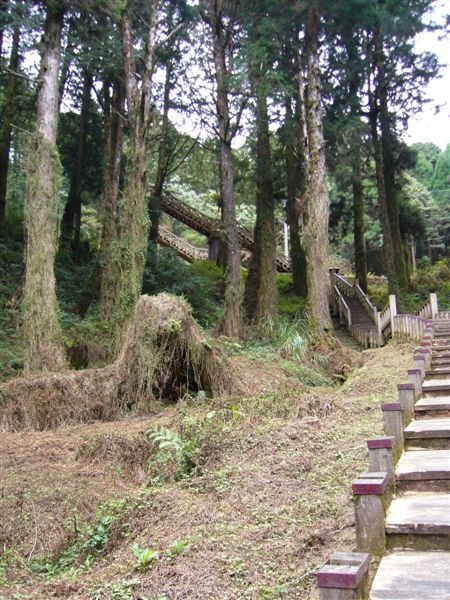 09.2.28~3.1 阿里山之旅--大塔山登頂成功 067.jpg