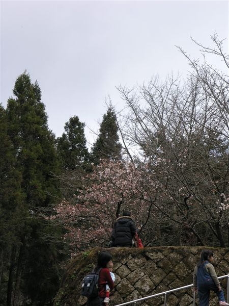 09.2.28~3.1 阿里山之旅--瘋狂拍~拍~拍 (來自舒婷的相機) 009.jpg