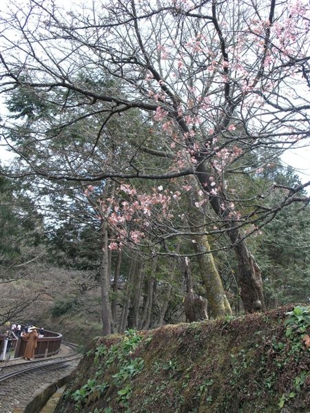 09.2.28~3.1 阿里山之旅--瘋狂拍~拍~拍 (來自舒婷的相機) 012.jpg