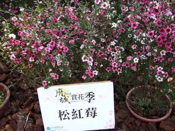 府城賞花季 054.jpg