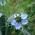 開花是這樣子