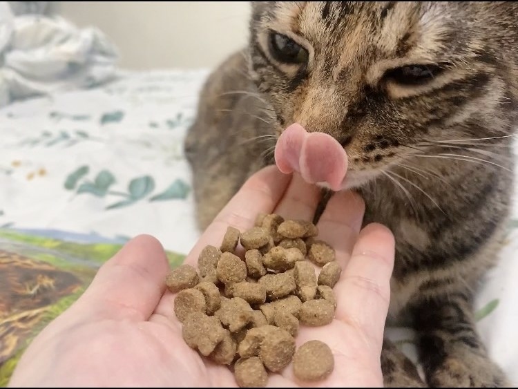 全天然無穀飼料推薦｜荒野饗宴｜貓-海陸大餐｜來自澳洲純淨大自