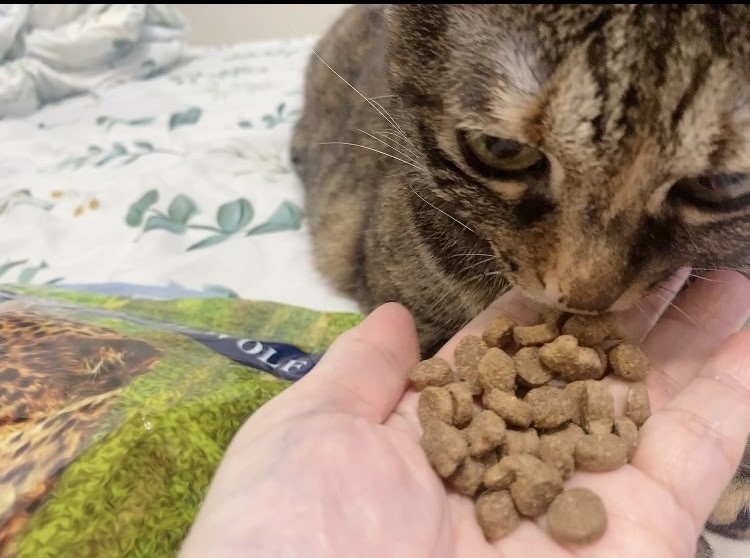 全天然無穀飼料推薦｜荒野饗宴｜貓-海陸大餐｜來自澳洲純淨大自