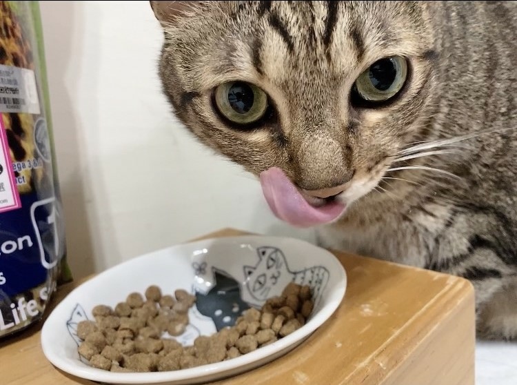 全天然無穀飼料推薦｜荒野饗宴｜貓-海陸大餐｜來自澳洲純淨大自