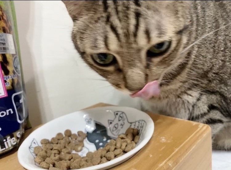 全天然無穀飼料推薦｜荒野饗宴｜貓-海陸大餐｜來自澳洲純淨大自