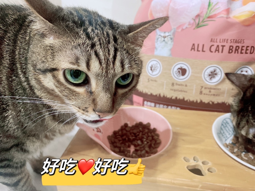 腸胃敏感飼料推薦｜鮮樂嚐評價｜鮮樂嚐 letasty｜無穀全