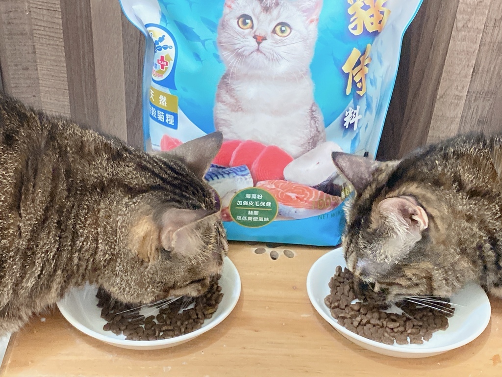 挑嘴貓飼料怎麼選｜貓侍Catpool｜藍貓侍｜天然無穀貓糧｜