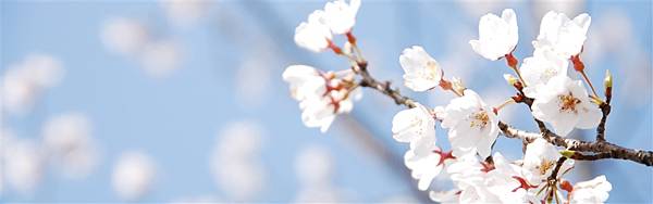 Cherry-Blossom-And-Blue-Sky-iphone-panoramic-wallpaper-ilikewallpaper_com_200.jpg