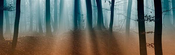 Autumn-Forest--iphone-panoramic-wallpaper-ilikewallpaper_com_200.jpg