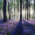 Lavender-in-Forest-iphone-panoramic-wallpaper-ilikewallpaper_com_200.jpg