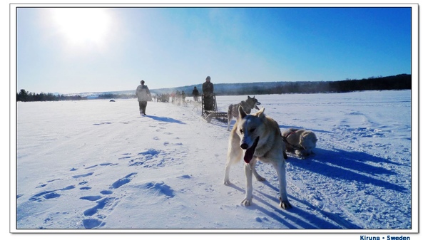 Kiruna_D1_sledge and dog.jpg Kiruna_D1_sledge and dog.jpg