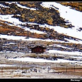 Spitsbergen_summercabin.jpg