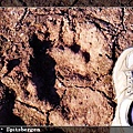 Spitsbergen_footprint.jpg
