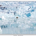 Spitsbergen_walrus1.jpg