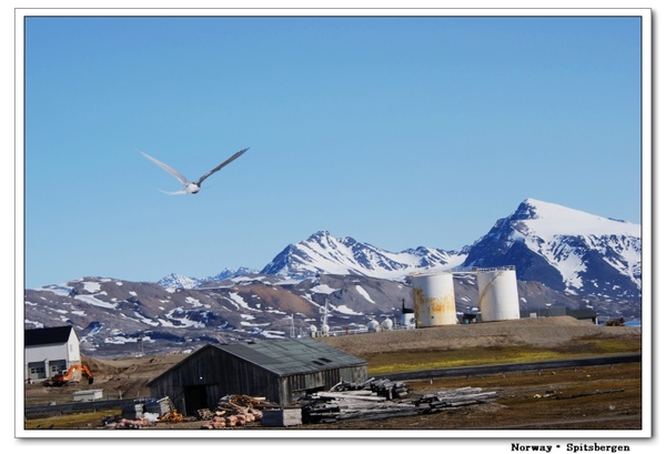 Spitsbergen_artictern.jpg