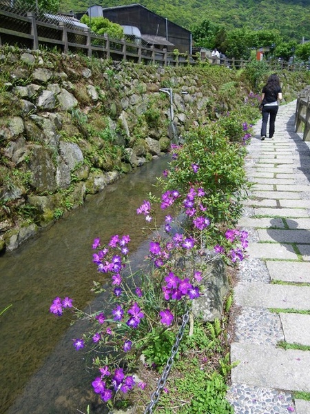 海芋大道,沿著小溪邊~