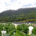 海芋其實不多,今年普遍竹子湖各園區的花況都不佳