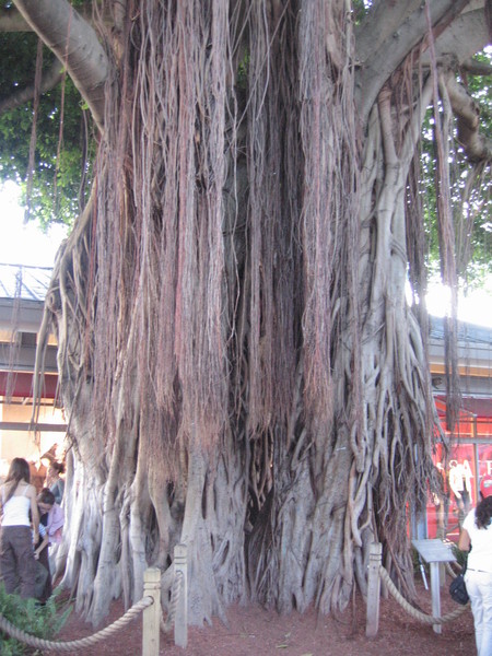 Bayside餐廳旁的Banyan Tree