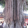 Bayside餐廳旁的Banyan Tree