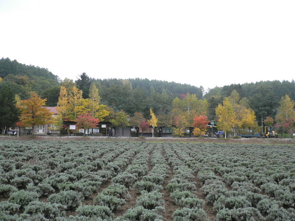 薰衣草花園8.JPG