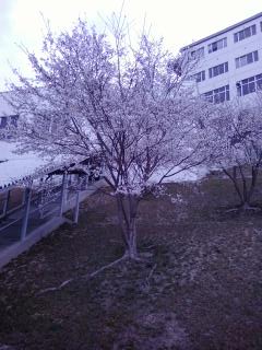 桜が咲いてる