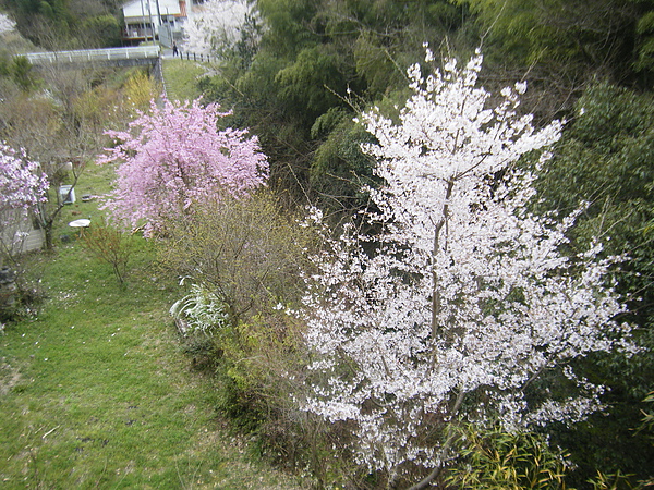 春天 櫻花