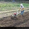 CY80 10-rotary 5HP tilling in veg. field-3 jpg.jpg