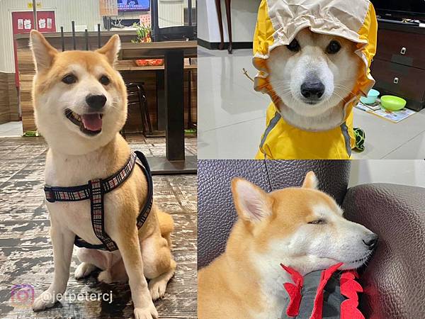 +（三重便當）柴霸煮～2023新開幕三重便當新選擇！蒜泥白肉