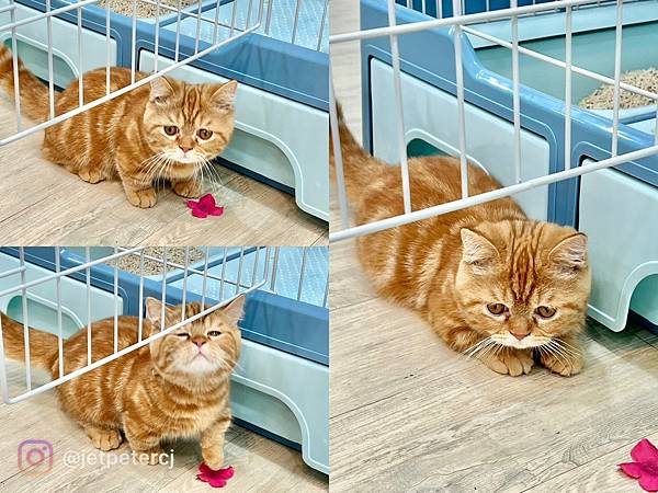 *（士林果汁）灰小丸果汁店～新鮮現打果汁、獨特西瓜水梨汁、超