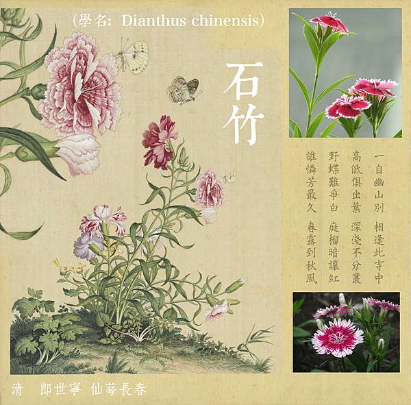 凝竹說詩詞 石竹繡羅衣 竹工凡 筑紅坊 痞客邦 凝竹說詩詞 石竹繡羅衣 竹工凡 筑紅坊 痞客邦