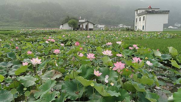 蓮花田