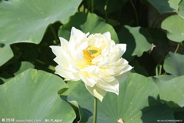 各種 蓮花 品種的花語 先見之明的預兆 痞客邦 各種 蓮花 品種的花語 先見之明的預兆 痞客邦
