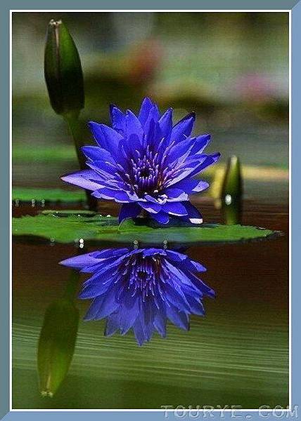 各種 蓮花 品種的花語 先見之明的預兆 痞客邦 各種 蓮花 品種的花語 先見之明的預兆 痞客邦