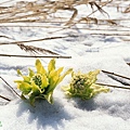 雪蓮花