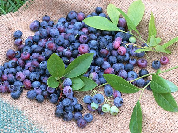 fruit_Blueberry_bilberry_wallpapers_1DU006.jpg