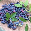 fruit_Blueberry_bilberry_wallpapers_1DU006.jpg