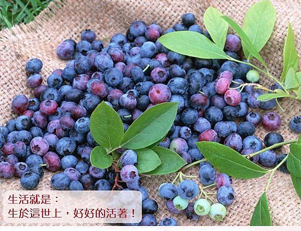 藍莓大大。1212.jpg