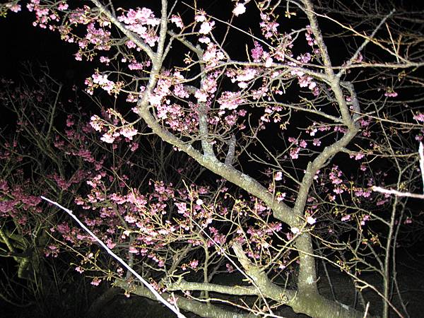 夜桜